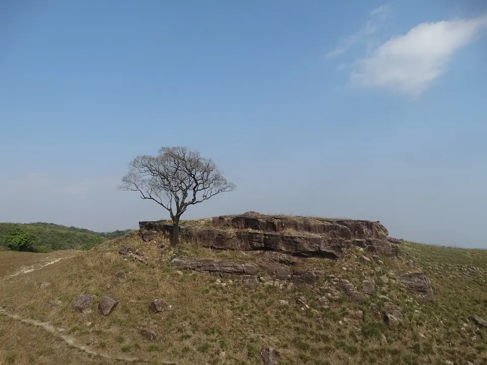 A bare tree beside a flat sandstone outcrop on the open grassland of Balpakram National Park