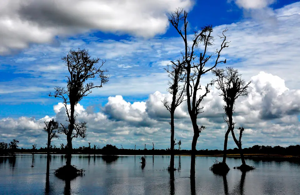 Bare trees standing in floodwater under a bright blue sky and white clouds, Dibru-Saikhowa National Park