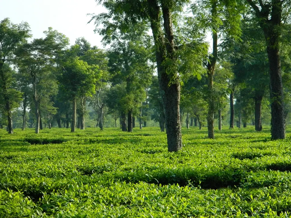 Neat rows of tea bushes under tall shade trees in a tea garden near Dibrugarh