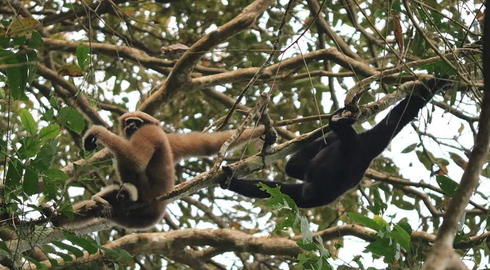 A pair of western hoolock gibbons, one pale and one black, swinging through trees at Hoollongapar near Jorhat