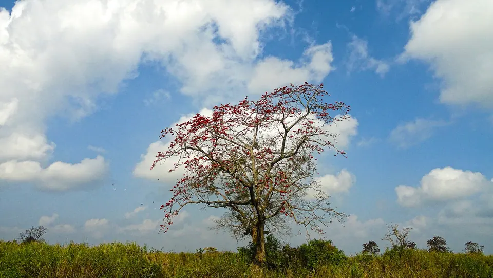 A flowering silk-cotton tree standing alone in the tall grassland of Kaziranga under a blue sky