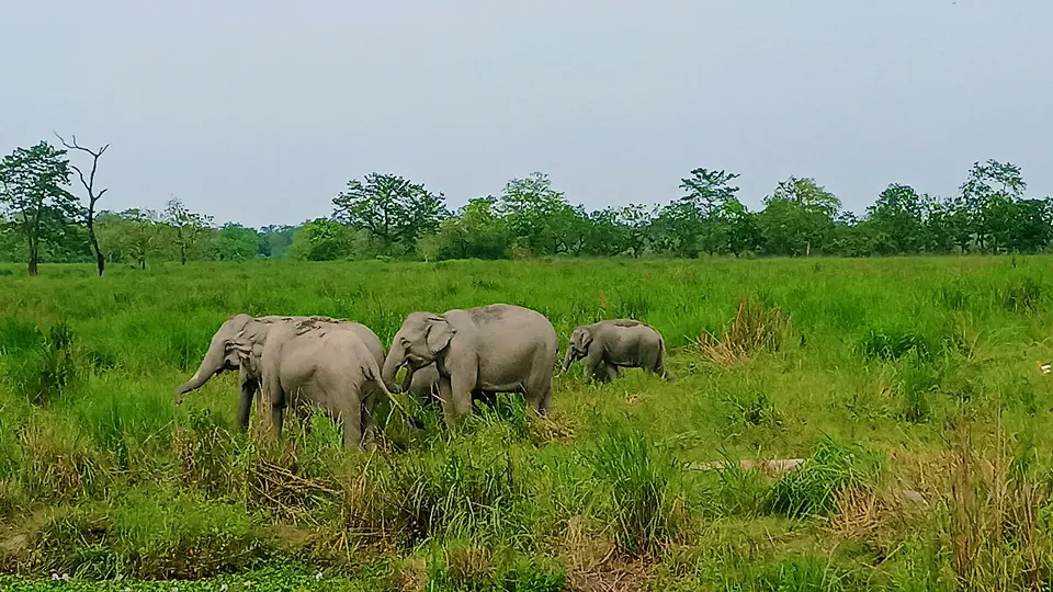 A herd of wild Asian elephants grazing in bright green elephant grass at Kaziranga