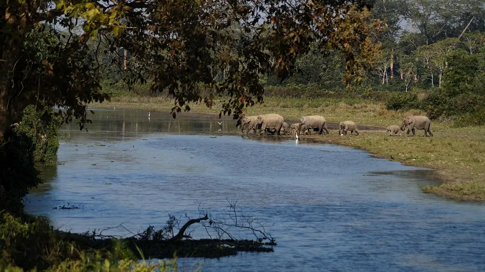 Wild elephants wading across a blue channel at the edge of the Kaziranga forest