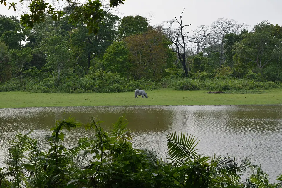 A one-horned rhino grazing on a green meadow beside a wetland pool in Kaziranga