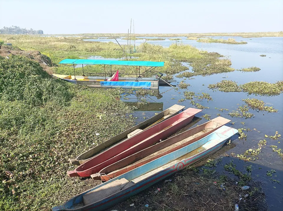 Wooden dugout canoes pulled up among water plants on the shore of Loktak Lake