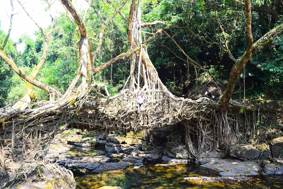 The Riwai living root bridge near Mawlynnong, a mat of roots spanning a rocky stream bed