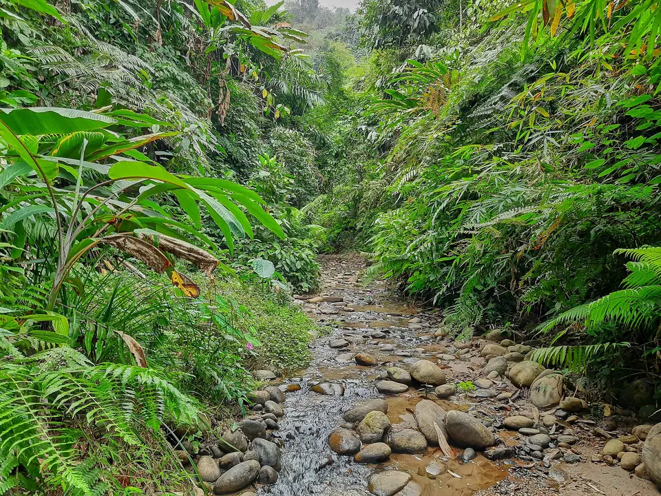 A rocky stream bed through dense ferns and broadleaf jungle in Namdapha Tiger Reserve