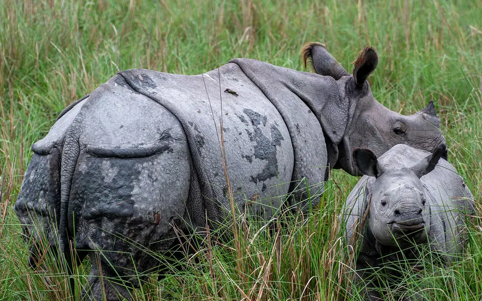 Close view of an adult Indian rhinoceros with a calf in tall grass at Pobitora Wildlife Sanctuary