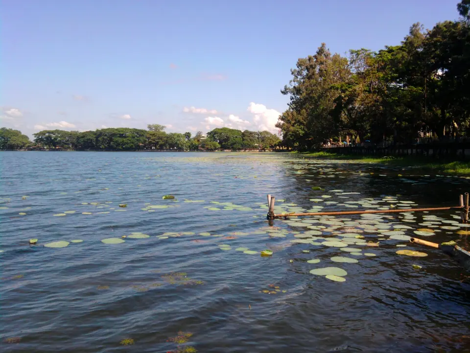 Water lilies on the wide Sivasagar tank (Borpukhuri) with a line of trees on the far bank