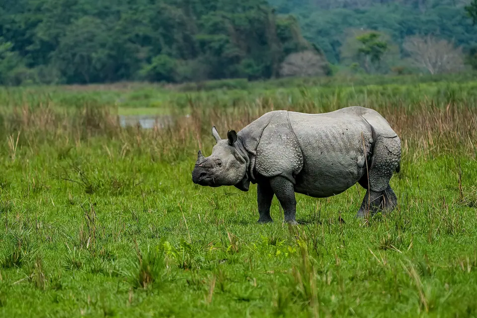 A greater one-horned rhinoceros walking through green grassland in Kaziranga National Park, Assam