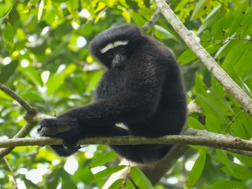 A wild male western hoolock gibbon with white brows sitting on a branch in West Garo Hills, Meghalaya