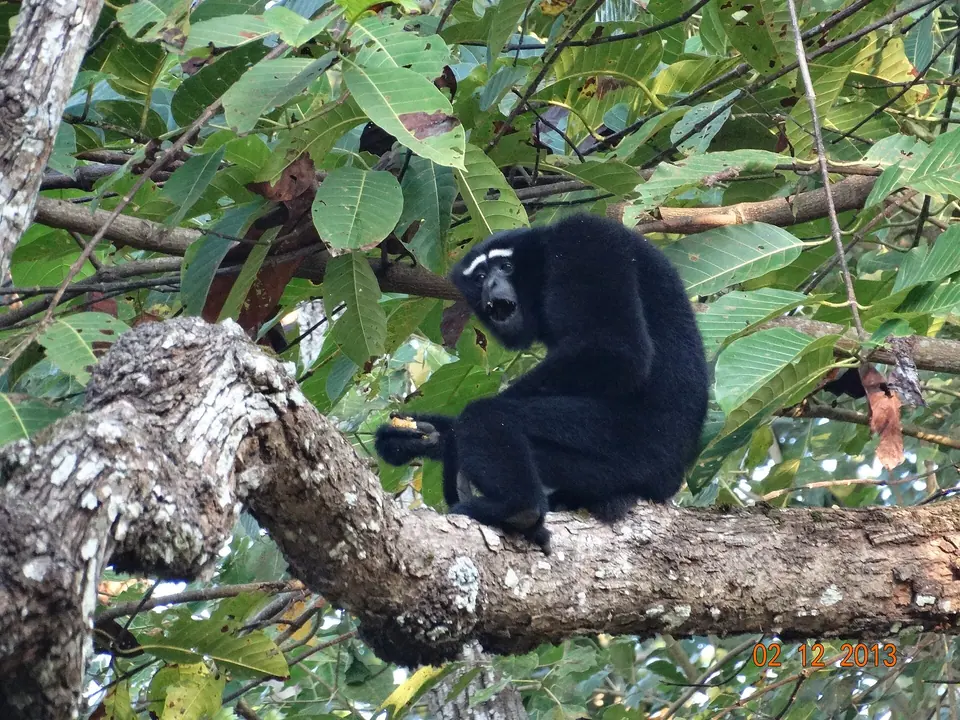 A black male western hoolock gibbon resting on a mossy branch in Hollongapar Gibbon Sanctuary, Assam