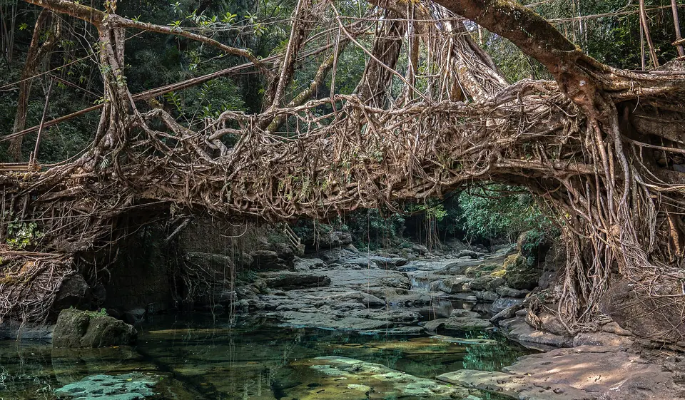 A living root bridge of woven rubber-tree roots arching over a clear forest stream in Meghalaya