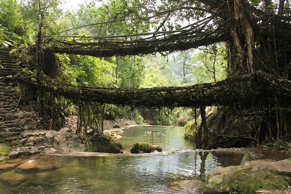 The Double Decker living root bridge at Nongriat, two tiers of roots above a turquoise pool