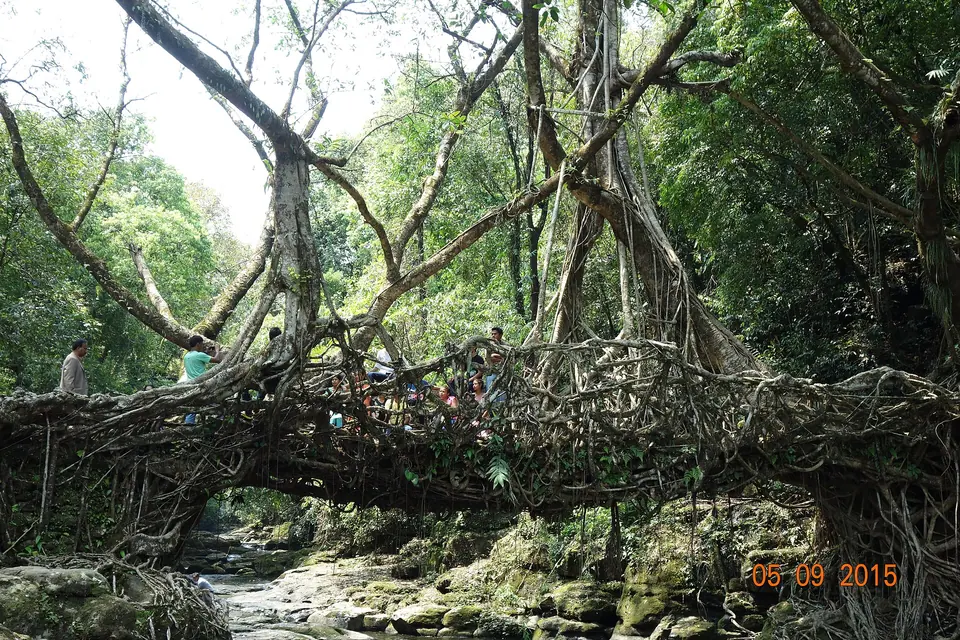 A long living root bridge spanning a rocky stream under a dense canopy near Mawlynnong