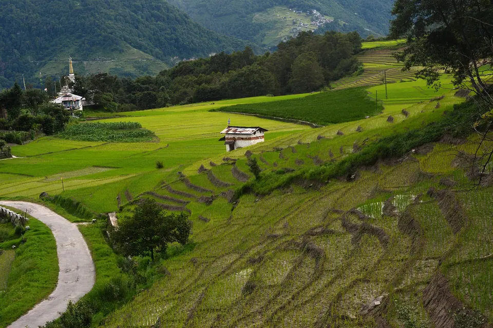 Terraced rice fields, a winding lane and scattered houses on the slopes of Ziro, Arunachal Pradesh